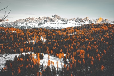 田野上长着棕色和绿色叶子的树